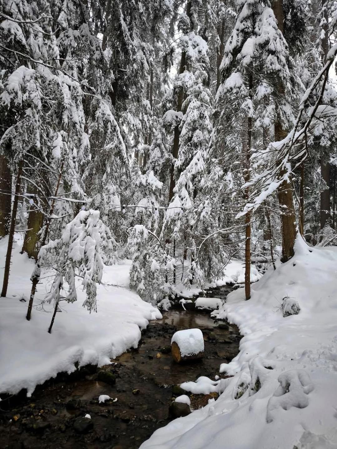 Mountain Studio Asp E63 Borovets Gardens Luaran gambar